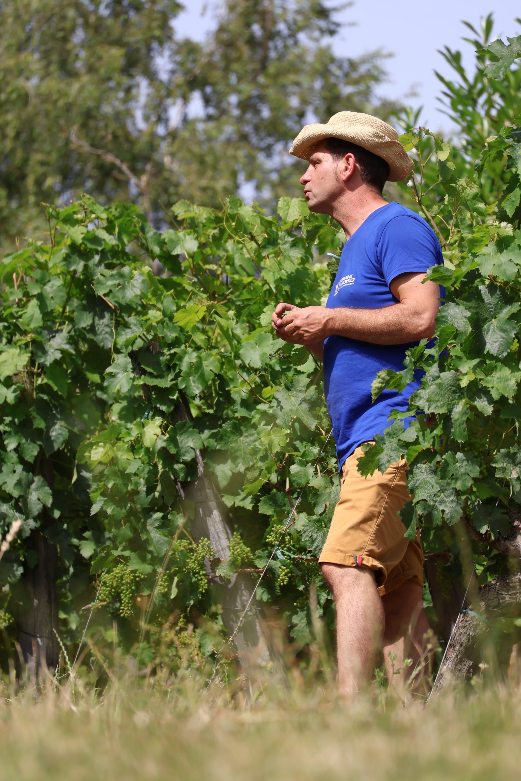 Visite - Dégustation&nbsp;: Visite des vignes et de la cave troglodyte